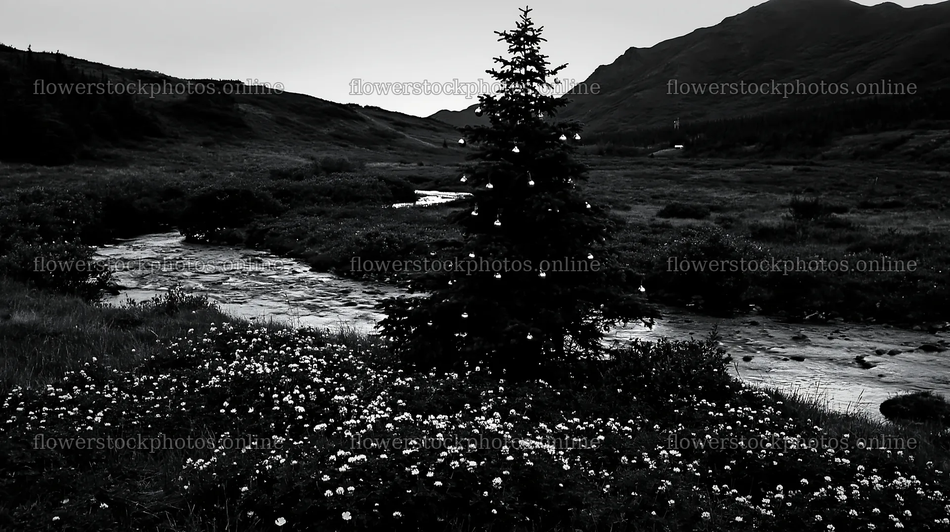 Christmas tree by stream in meadow at dusk – flower stock photos 10608x5938