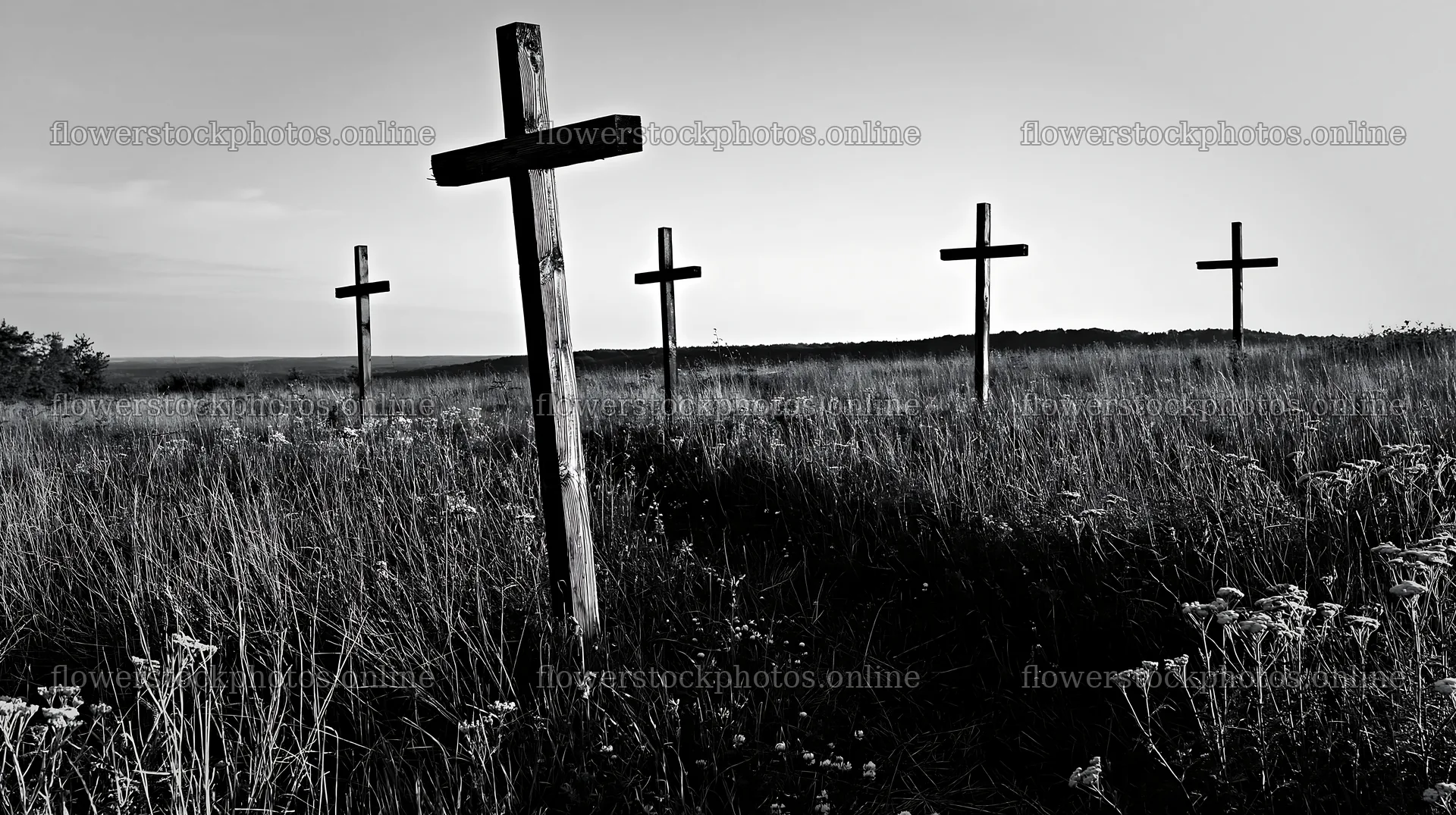 Wooden crosses in a field of grass and flowers during sunset – flower stock photos 10608x5938