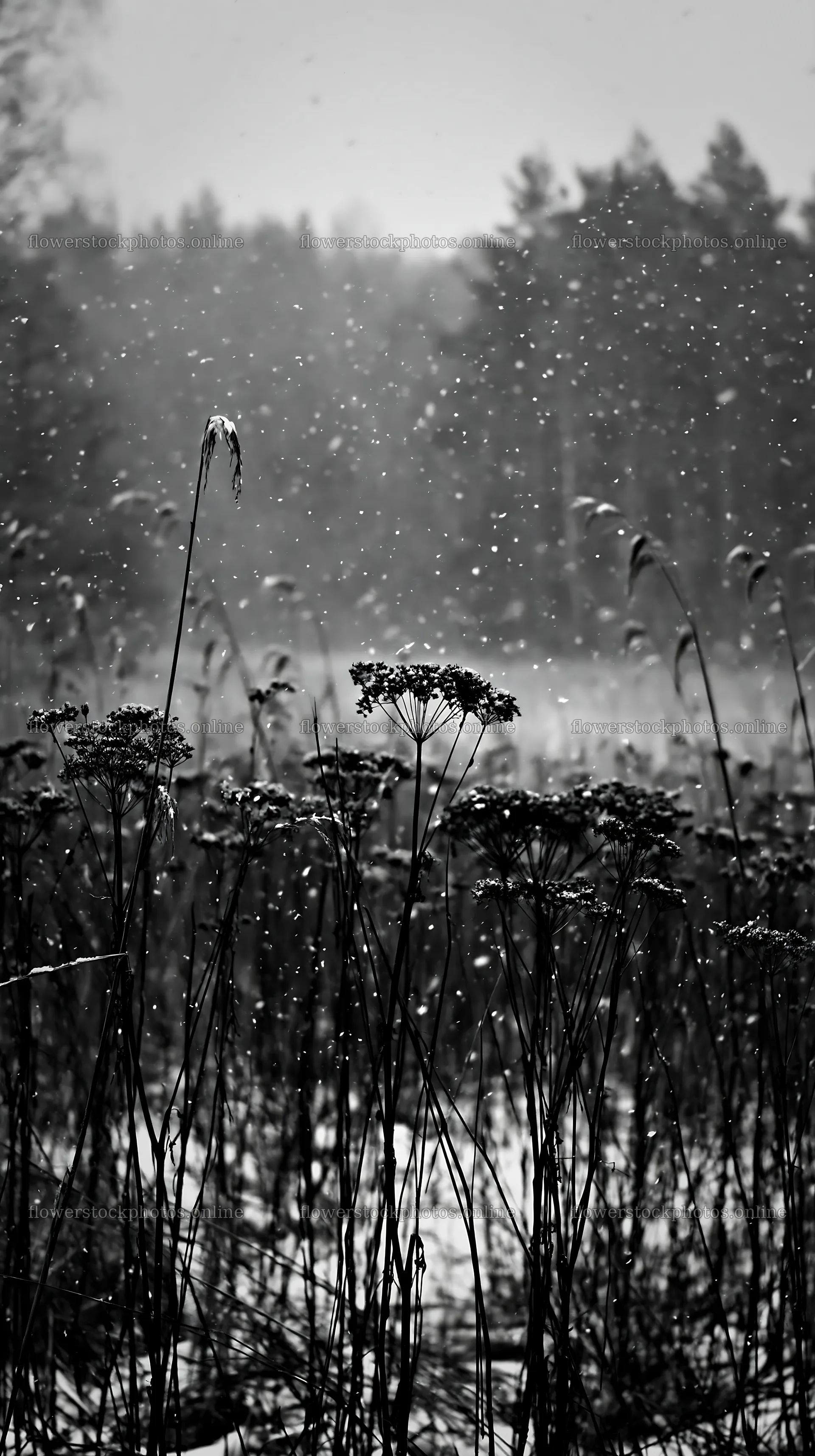 Seedhead meadow during snowfall in black and white – flower stock photos 5938x10608