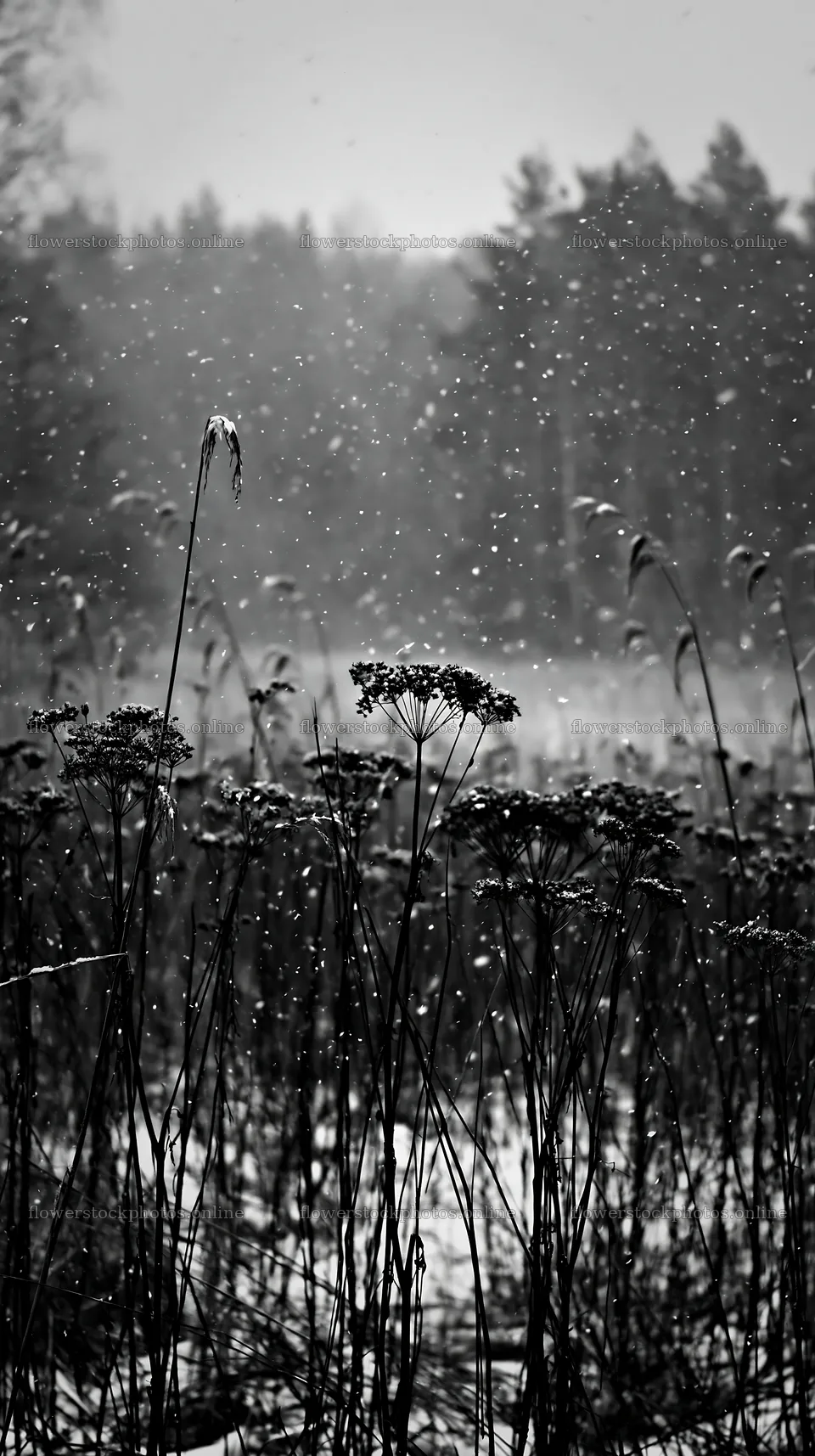 Seedhead meadow during snowfall in black and white – flower stock photos 5938x10608
