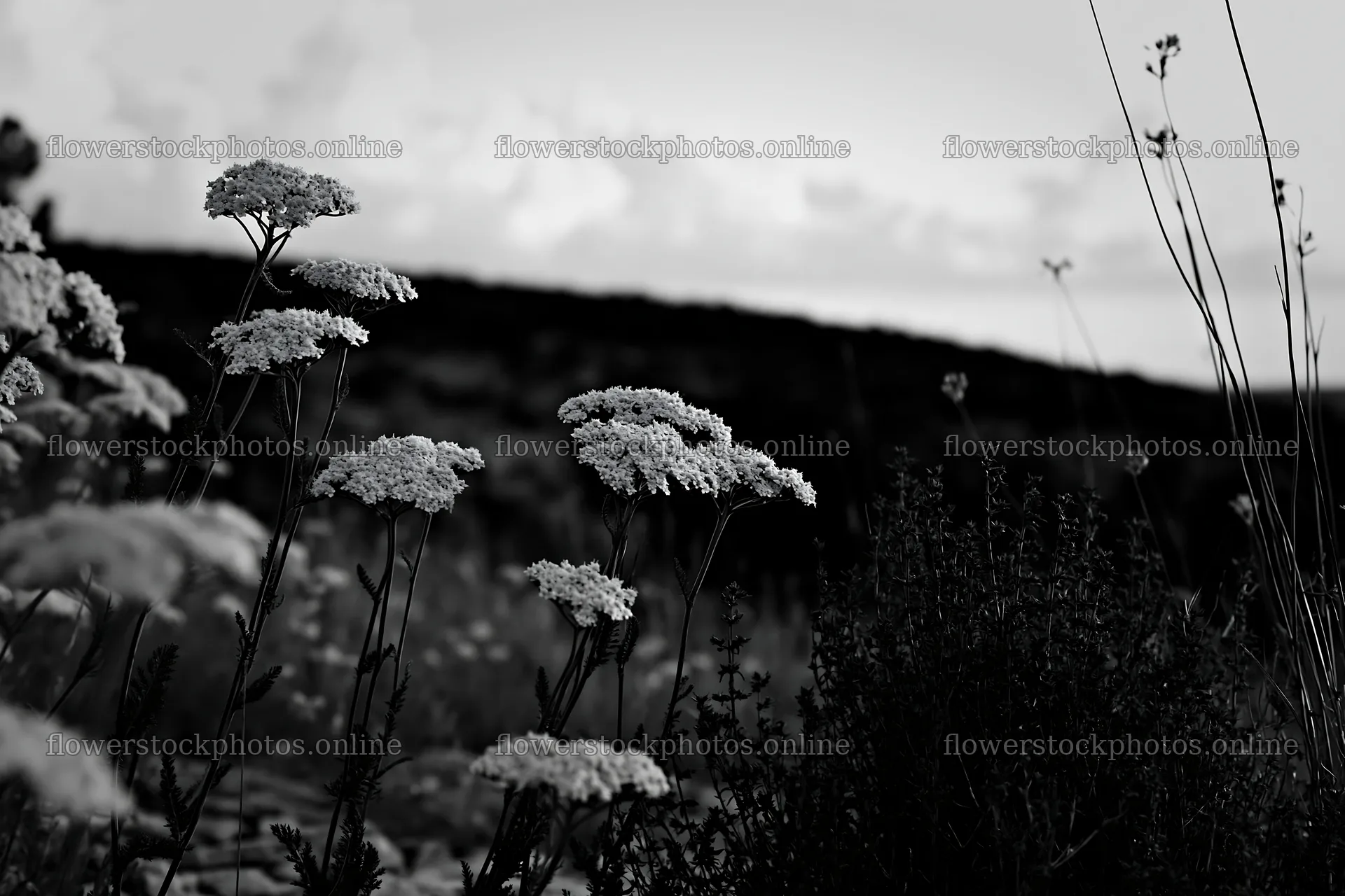 Yarrow meadow bloom in black and white setting – flower stock photos 9722x6480