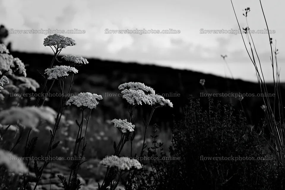 Yarrow meadow bloom in black and white setting – flower stock photos 9722x6480