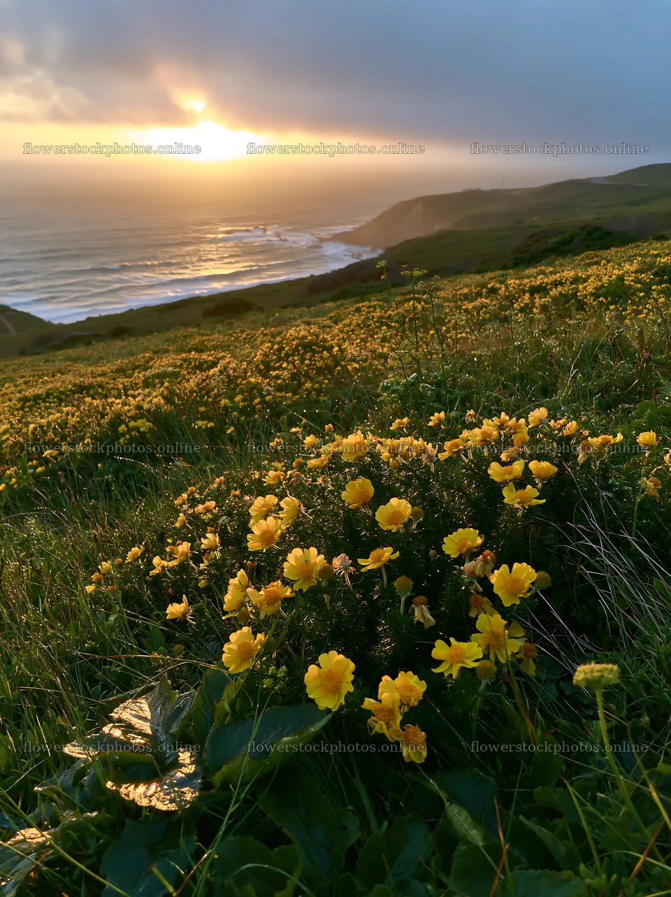Portuguese meadow above Atlantic coast during sunset – flower stock photos 6866x9174