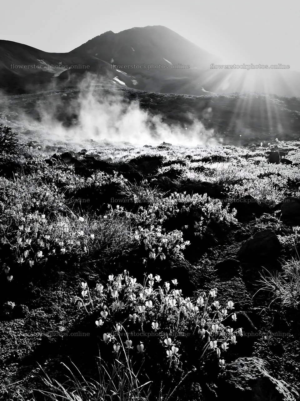 Daisetsuzan alpine meadow with light rays in the morning – flower stock photos 6866x9174