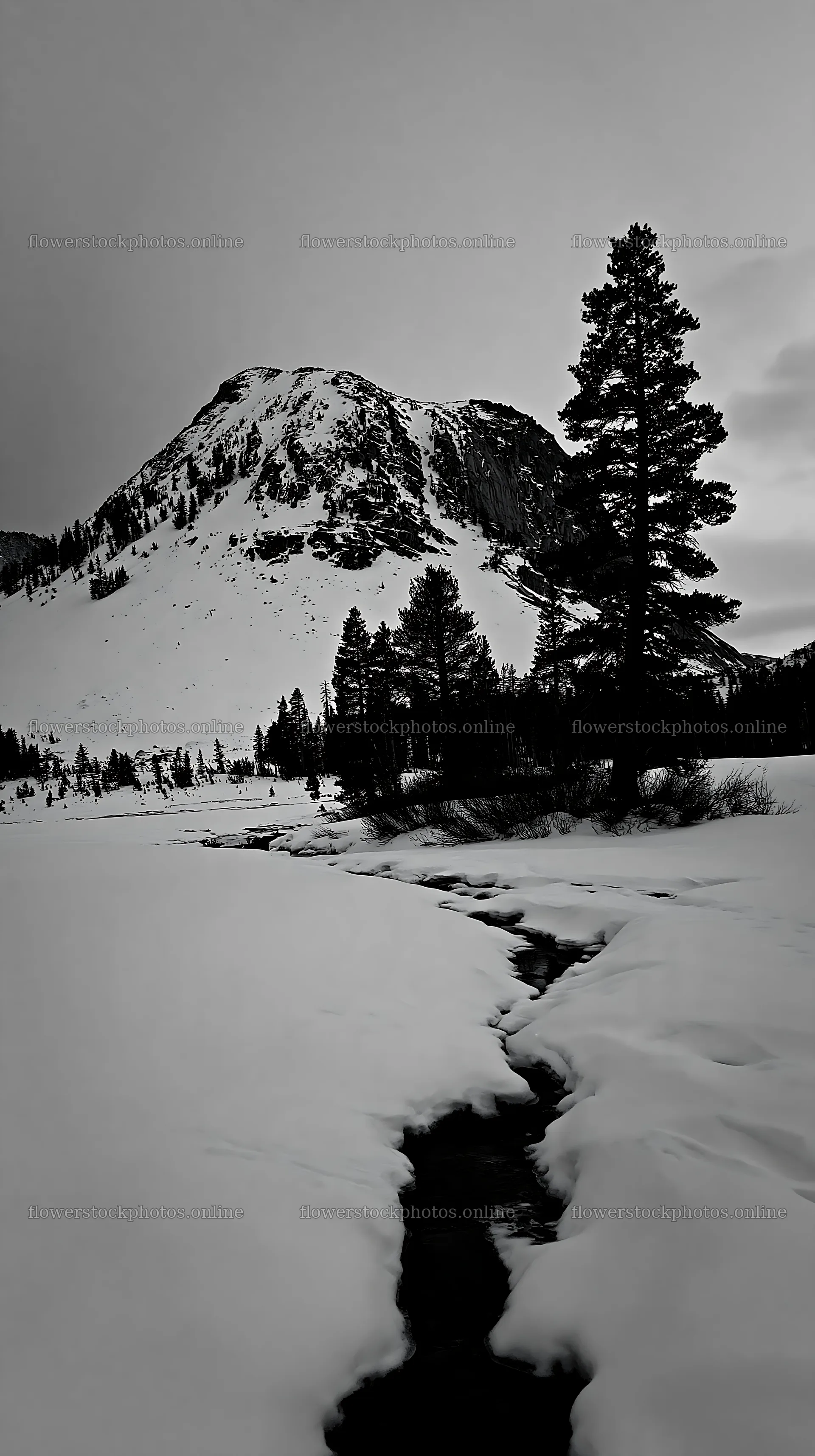 Snowbound meadow with mountain and trees in winter – flower stock photos 5938x10608