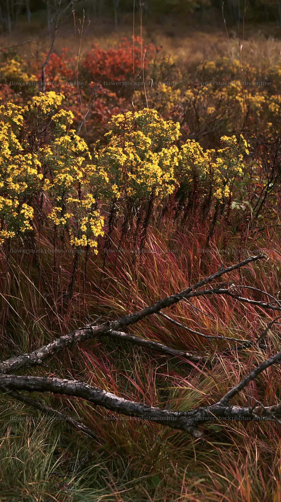 Yamagata rewilded meadow with fallen branch in the foreground – flower stock photos 5938x10608