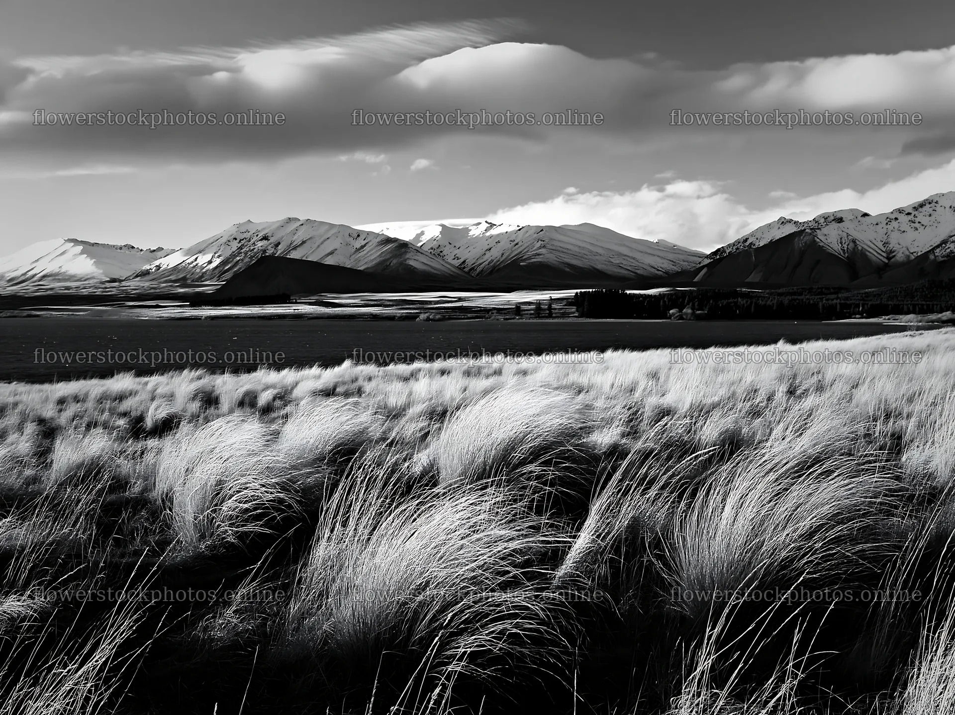 Meadow with grass and snowy alps near Lake Tekapo – flower stock photos 9174x6866