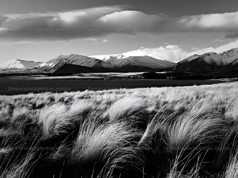 Meadow with grass and snowy alps near Lake Tekapo – flower stock photos 9174x6866