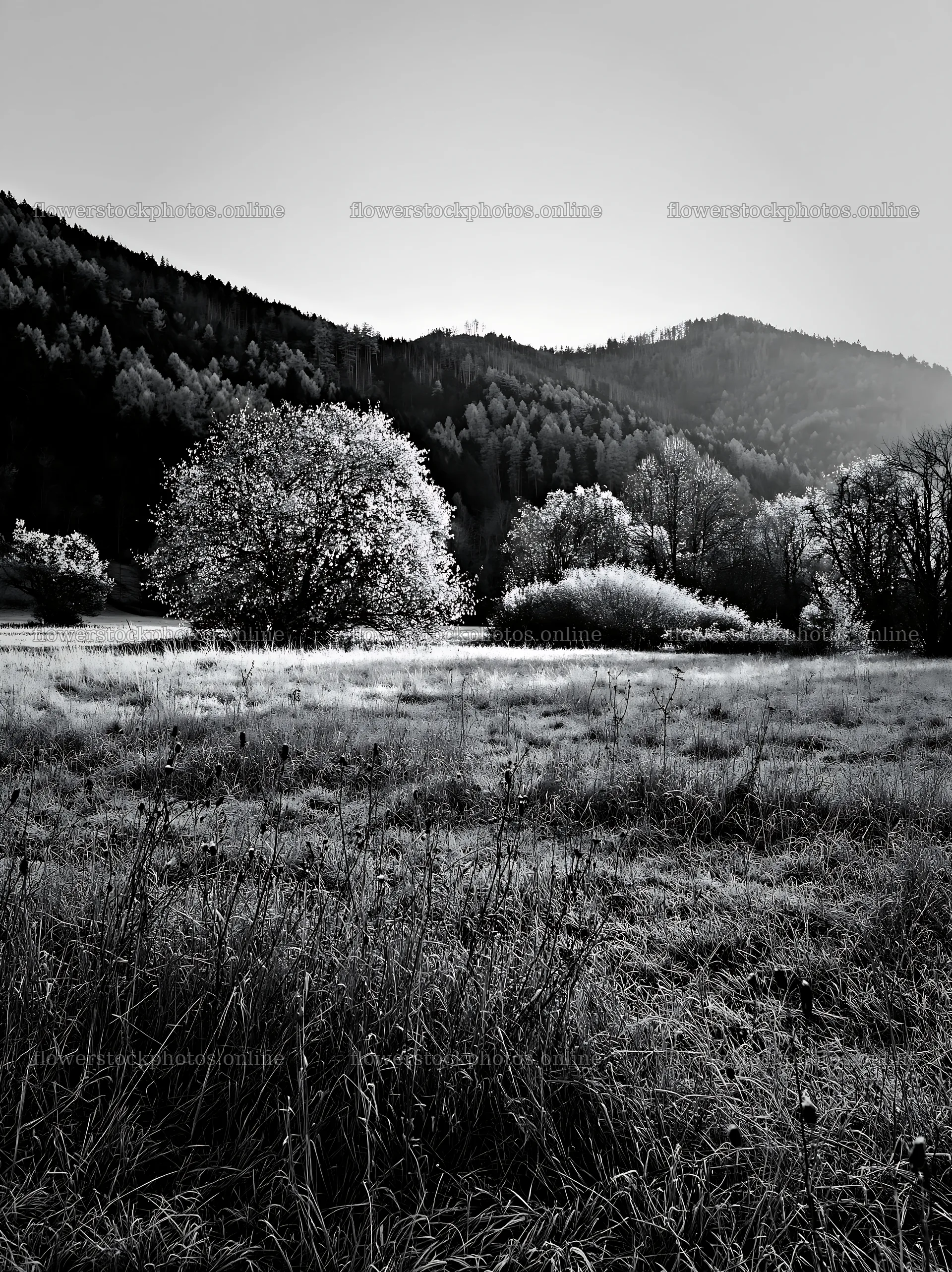 Valley apple meadow with trees and mountains in the background – flower stock photos 6866x9174