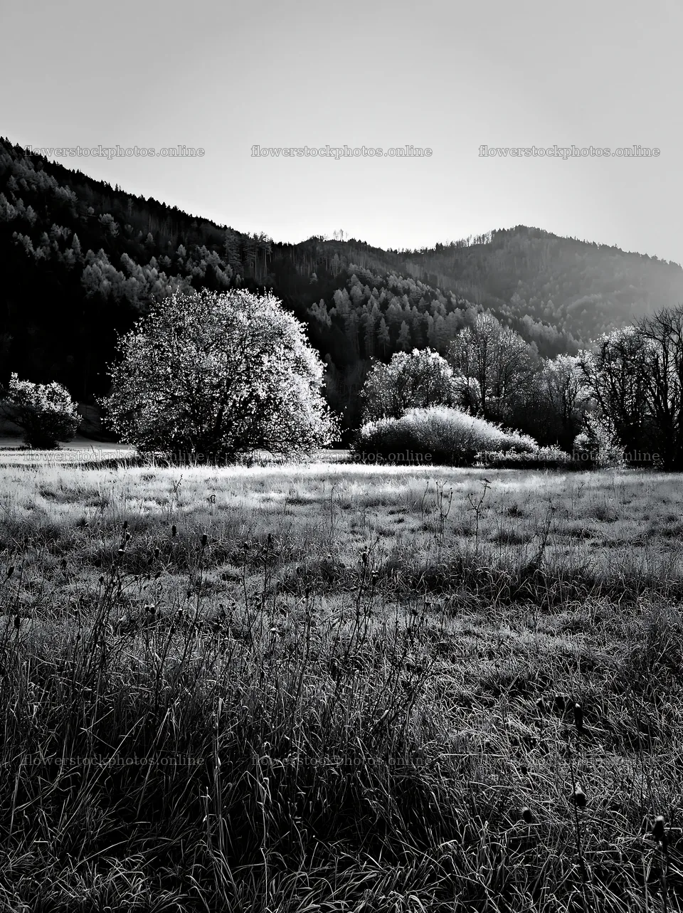 Valley apple meadow with trees and mountains in the background – flower stock photos 6866x9174