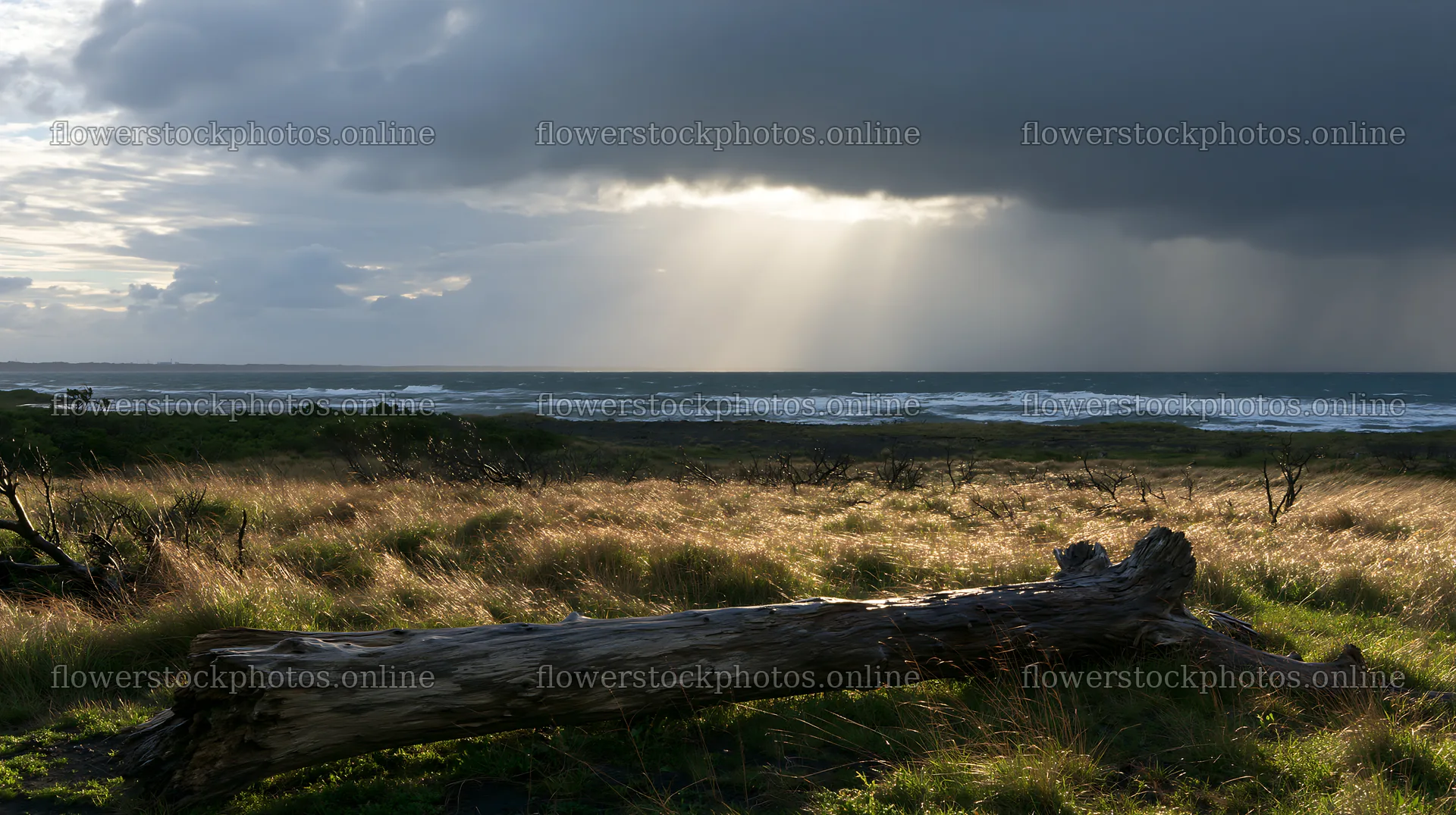 Chiba coastal climate meadow driftwood foreground at sunset – flower stock photos 10608x5938
