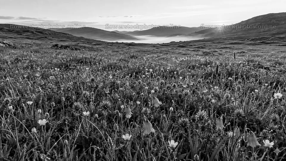 Wildflower Meadow in Morning Mist, Monochrome – flower stock photos 10324x5812
