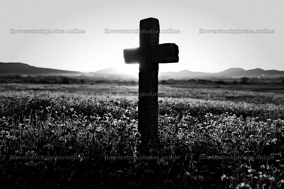 Christian cross in backlit summer meadow at sunset – flower stock photos 9722x6480