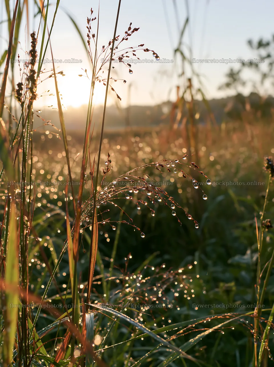 Dew on grass in Niigata floodplain restoration meadow – flower stock photos 6866x9174
