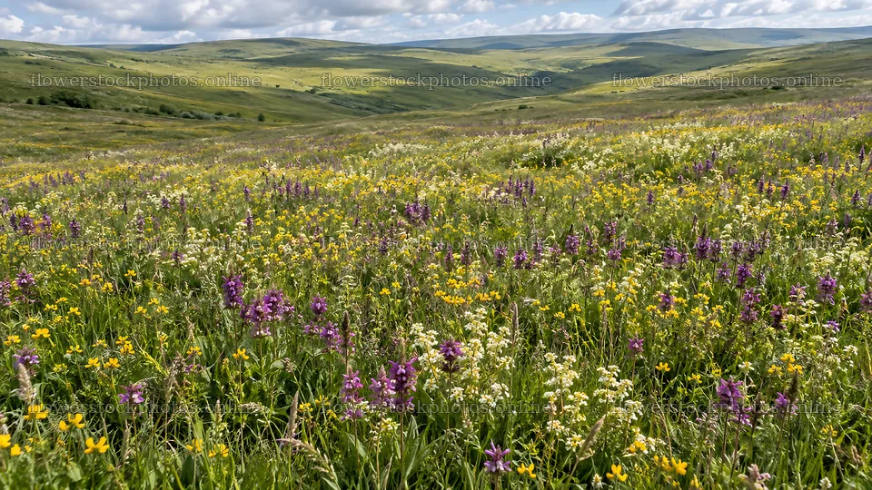 Colorful Wildflowers Across a Mountain Meadow – flower stock photos 10324x5812