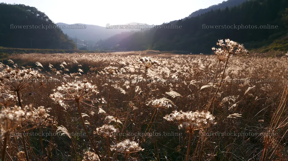 Ehime twilight meadow with dry seedheads in evening light – flower stock photos 10608x5938
