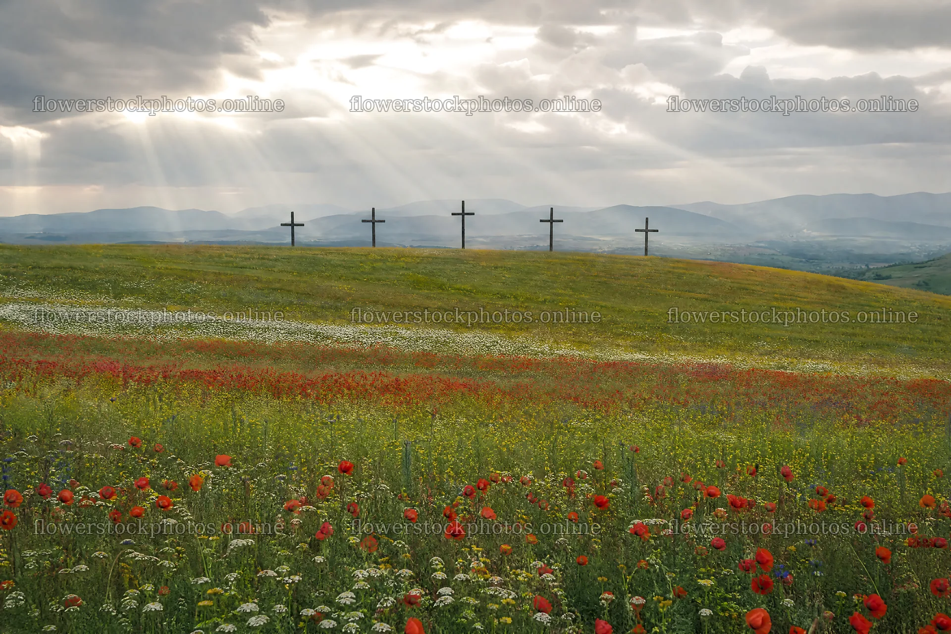 Christian crosses in meadow with sunlight and flowers – flower stock photos 9722x6480