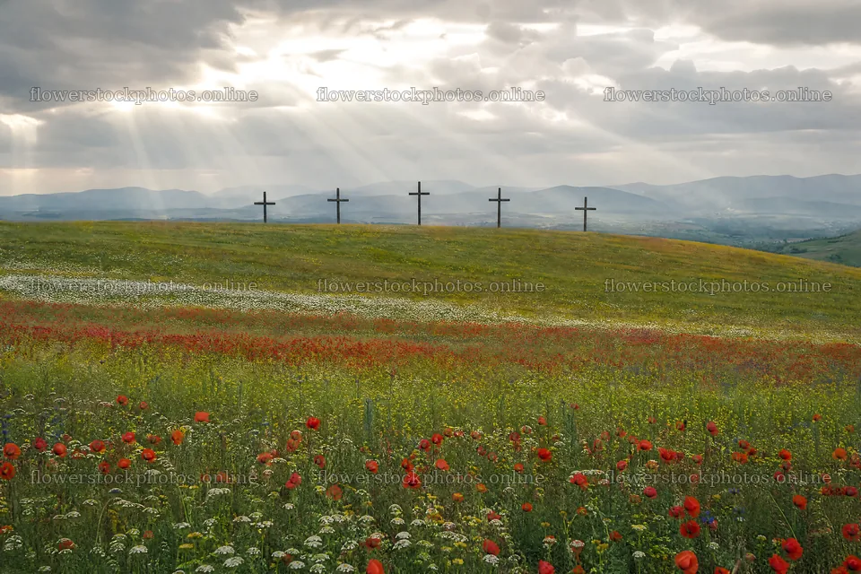 Christian crosses in meadow with sunlight and flowers – flower stock photos 9722x6480