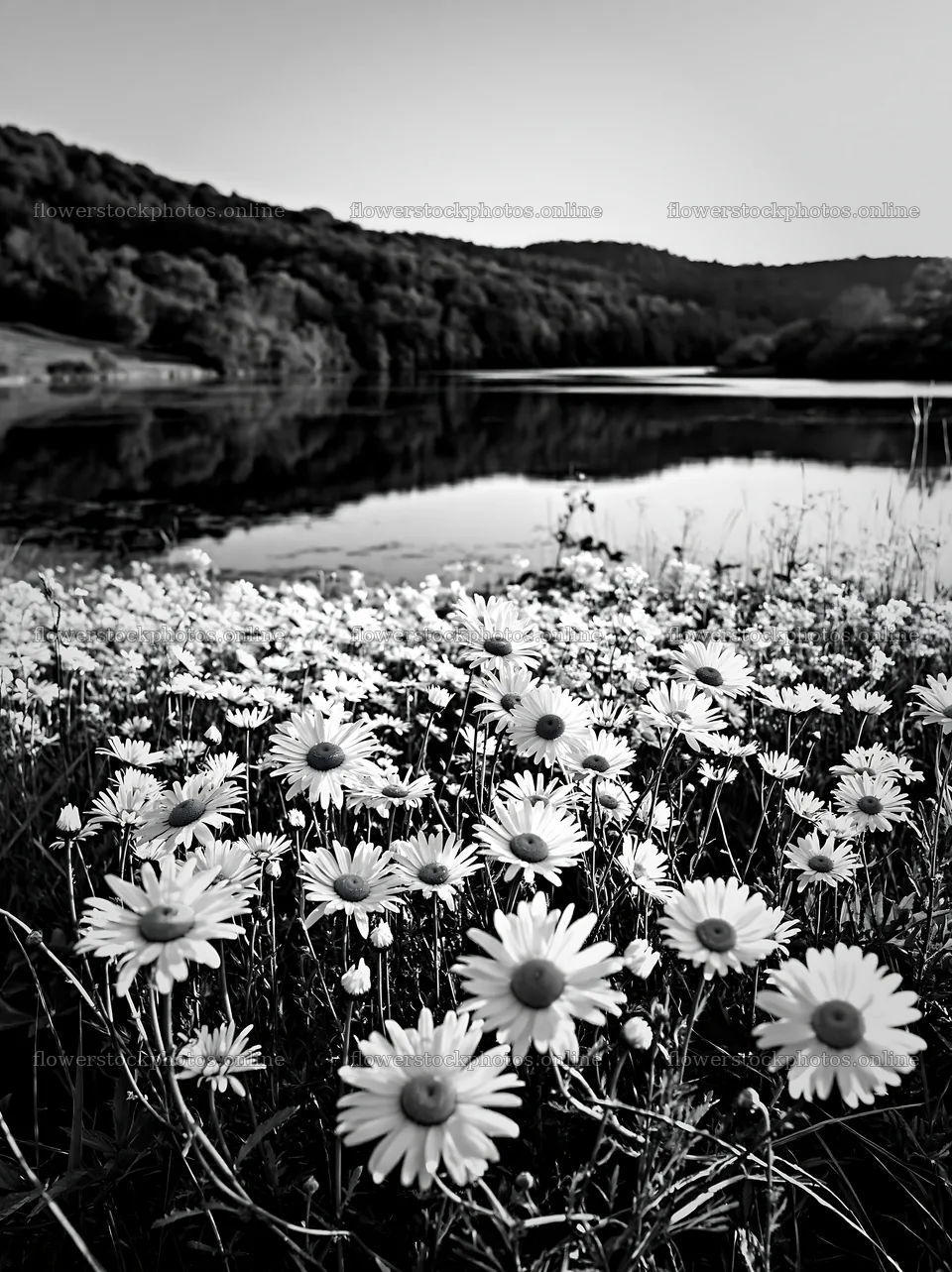 Lakeside meadow with flowers in Germany – flower stock photos 6866x9174