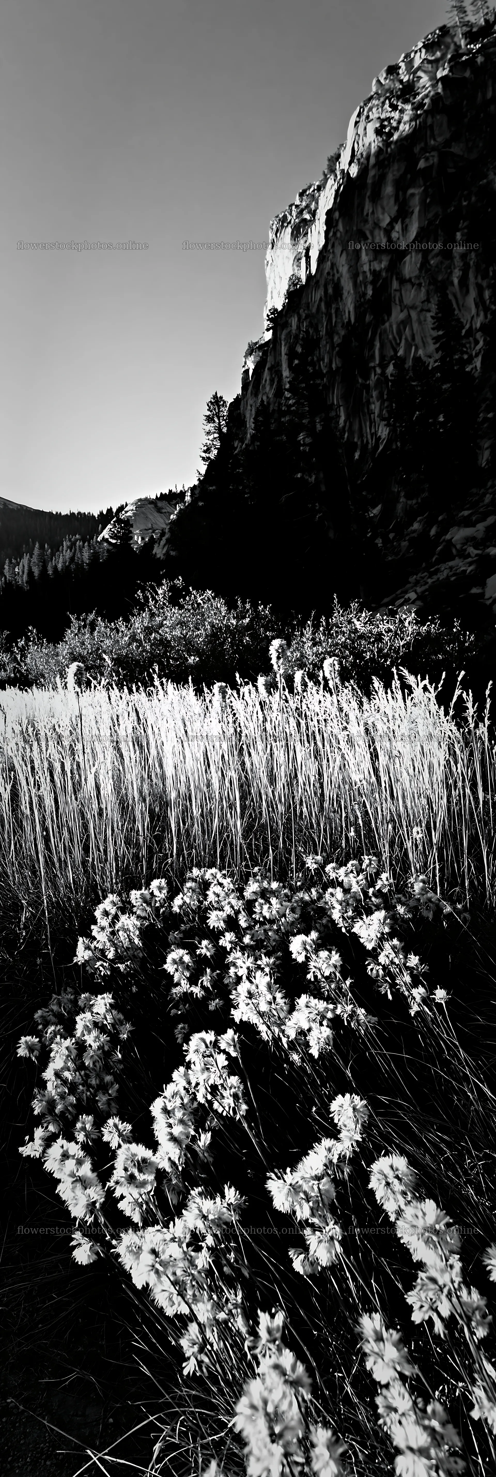Meadow grass seedheads and wildflowers in black and white – flower stock photos 4602x13690