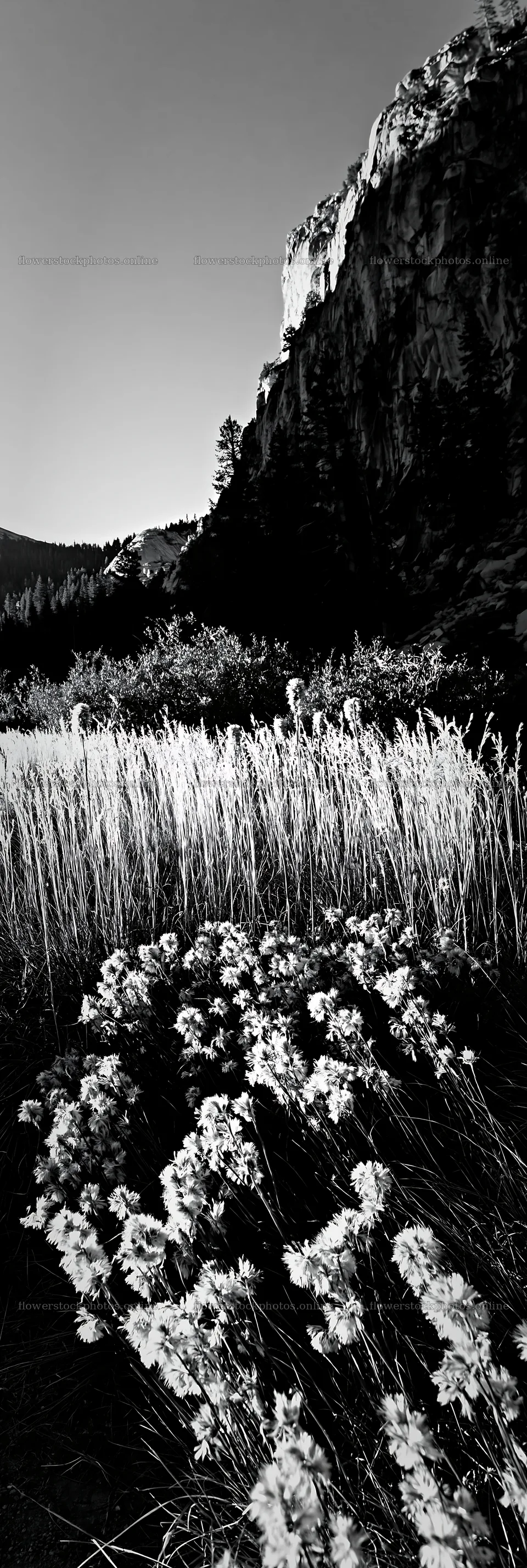 Meadow grass seedheads and wildflowers in black and white – flower stock photos 4602x13690