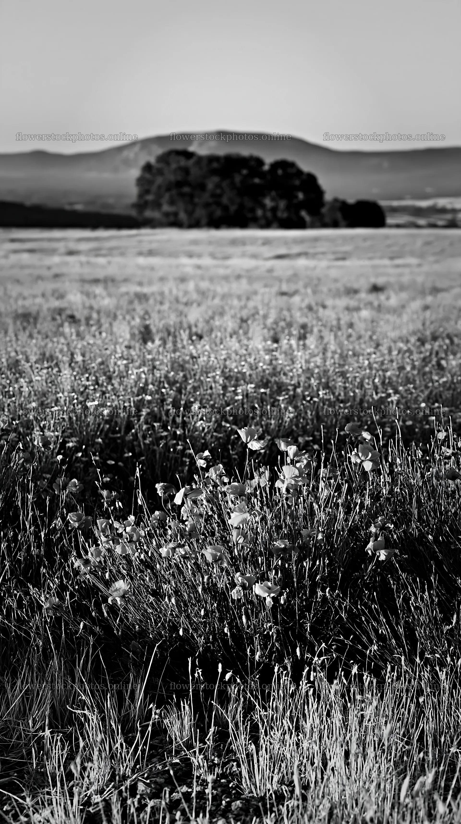 Poppy flax meadow under clear sky in black and white – flower stock photos 5938x10608