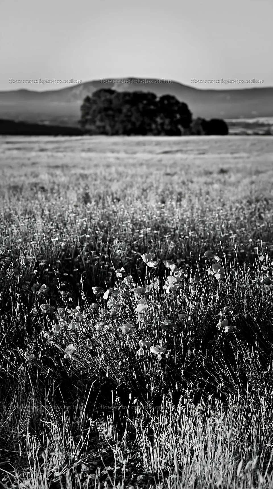 Poppy flax meadow under clear sky in black and white – flower stock photos 5938x10608