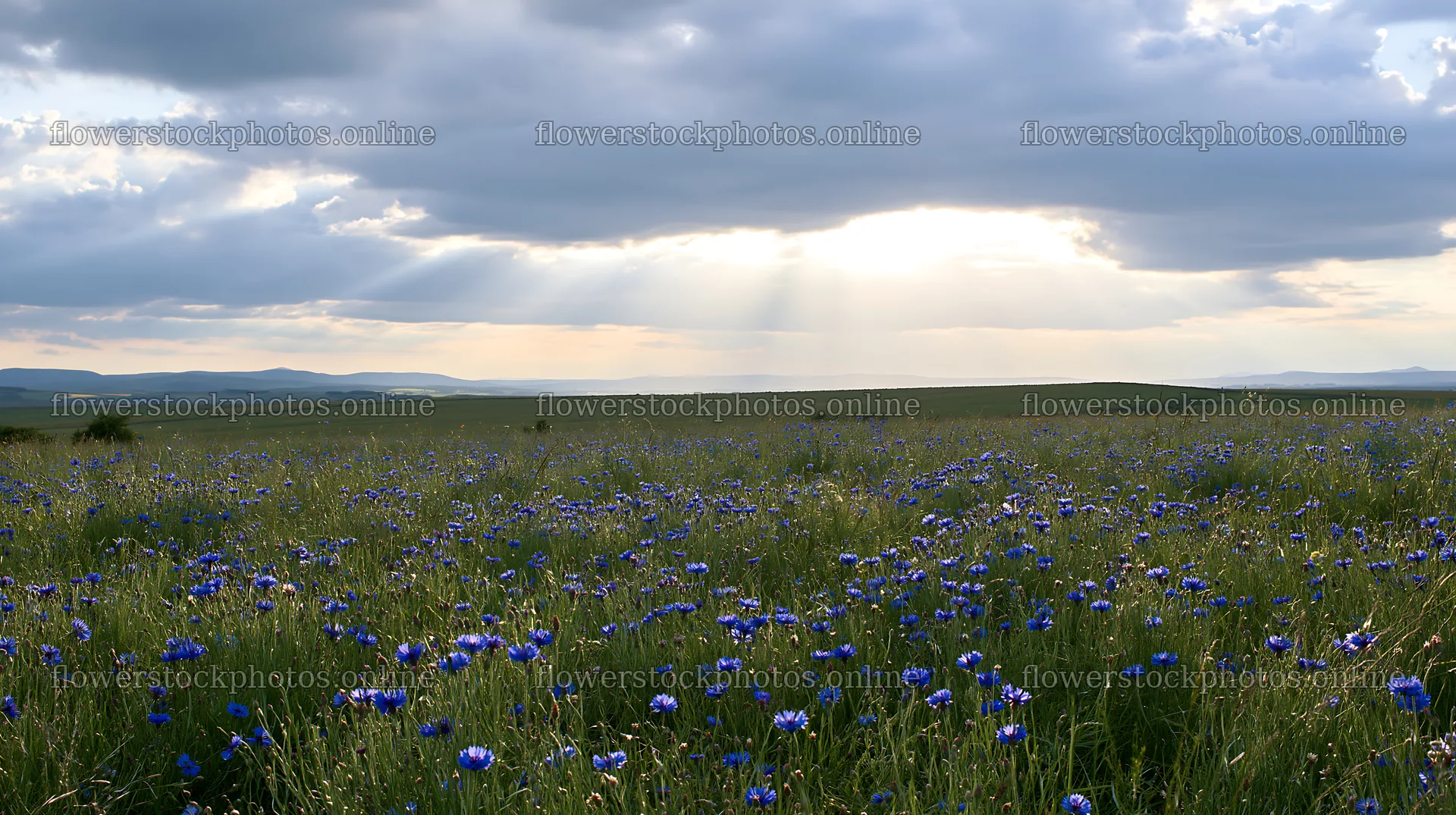 Cornflower meadow website header image under cloudy skies – flower stock photos 10608x5938
