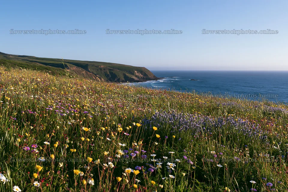 Portuguese meadow above Atlantic coast with wildflowers – flower stock photos 9722x6480