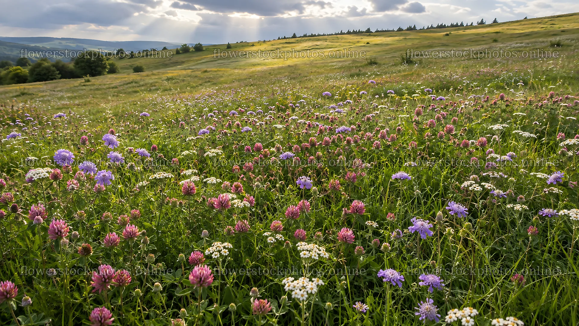 Colorful Wildflowers Across a Sunlit Hillside Meadow – flower stock photos 10324x5812
