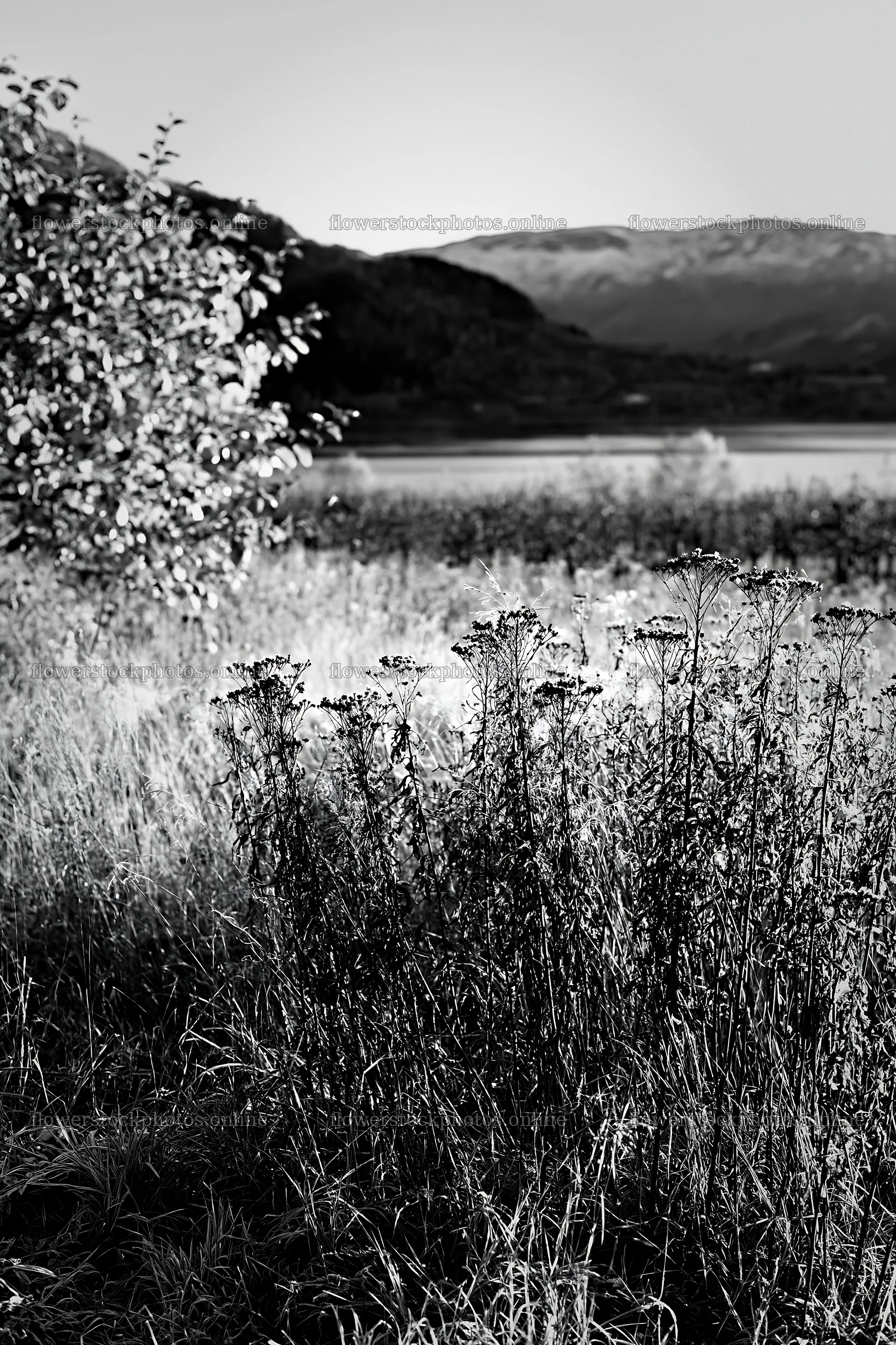 Fjord orchard meadow with golden grass and distant mountains – flower stock photos 6480x9722