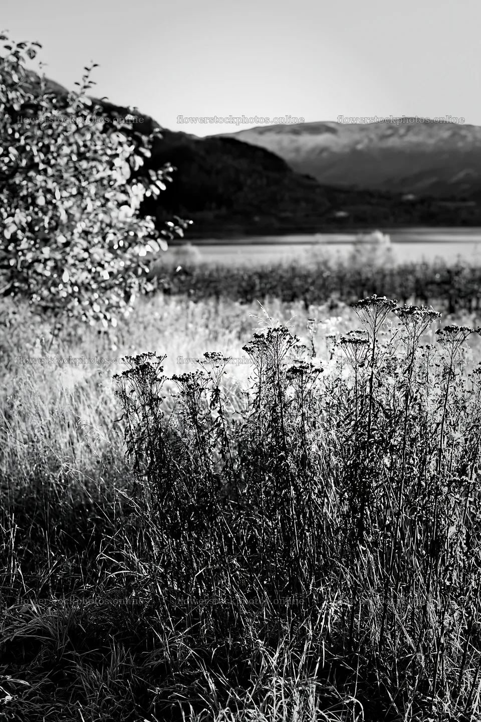 Fjord orchard meadow with golden grass and distant mountains – flower stock photos 6480x9722