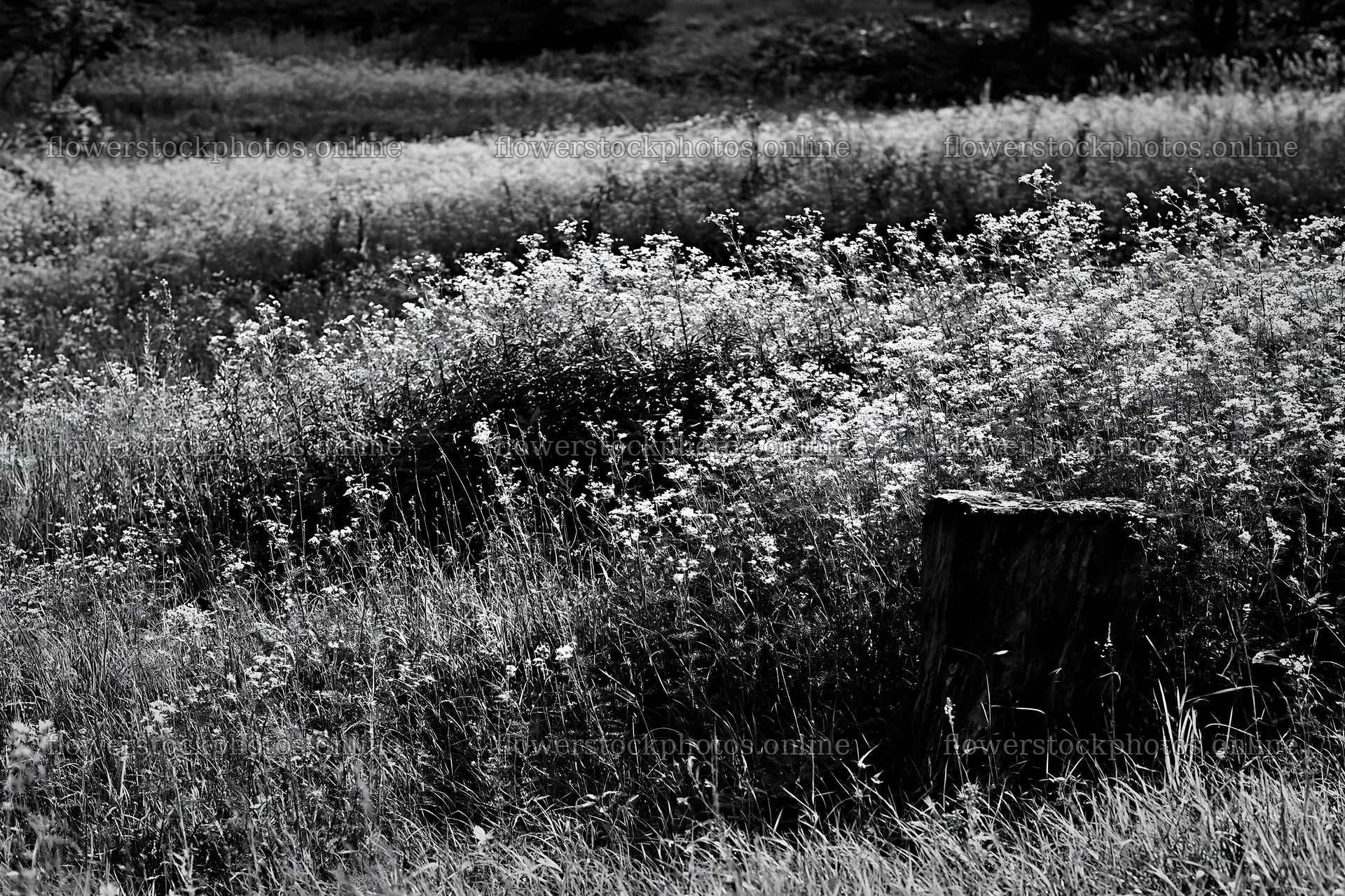 Fukushima native meadow with weathered stump – flower stock photos 9722x6480