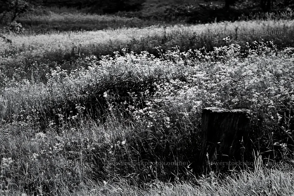 Fukushima native meadow with weathered stump – flower stock photos 9722x6480