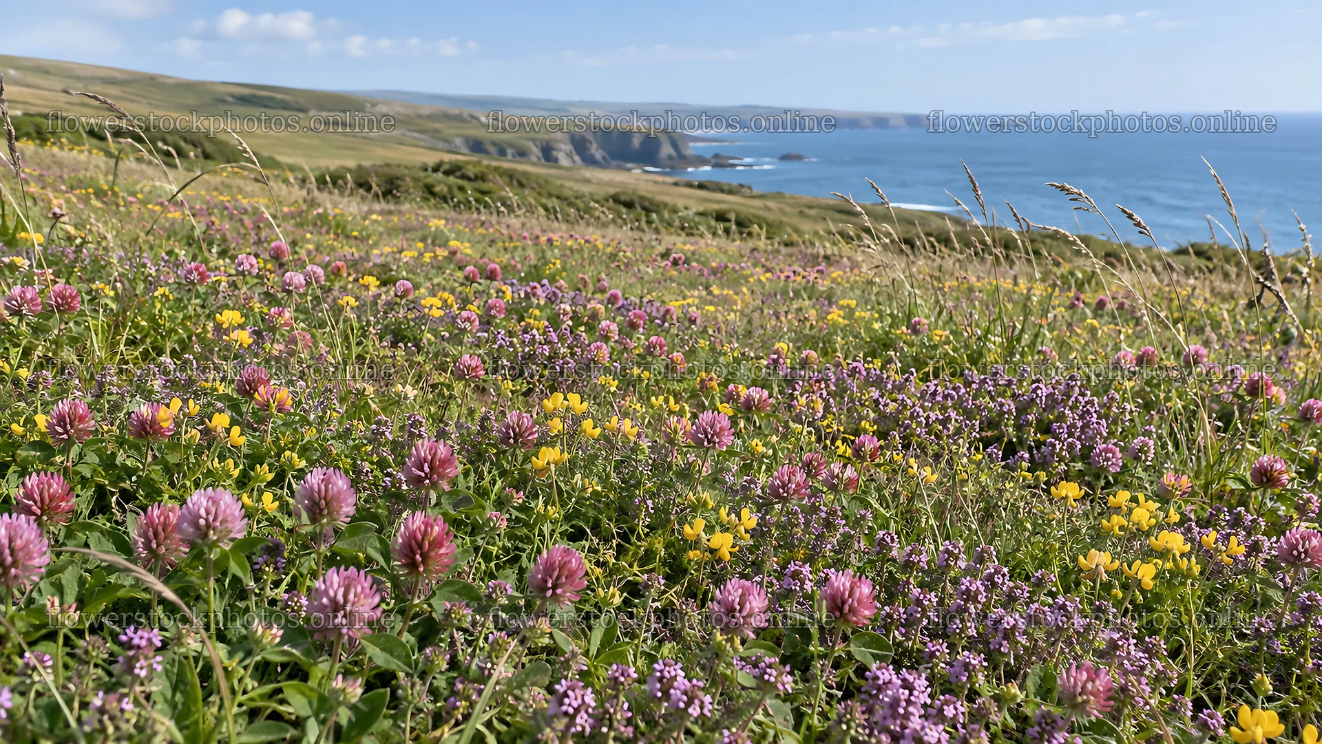 Sunlit Wildflower Meadow Along a Blue Coast – flower stock photos 10324x5812
