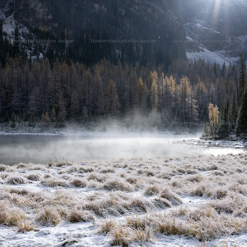 Snowy lakeside meadow with mist rising from the water – flower stock photos 7938x7938