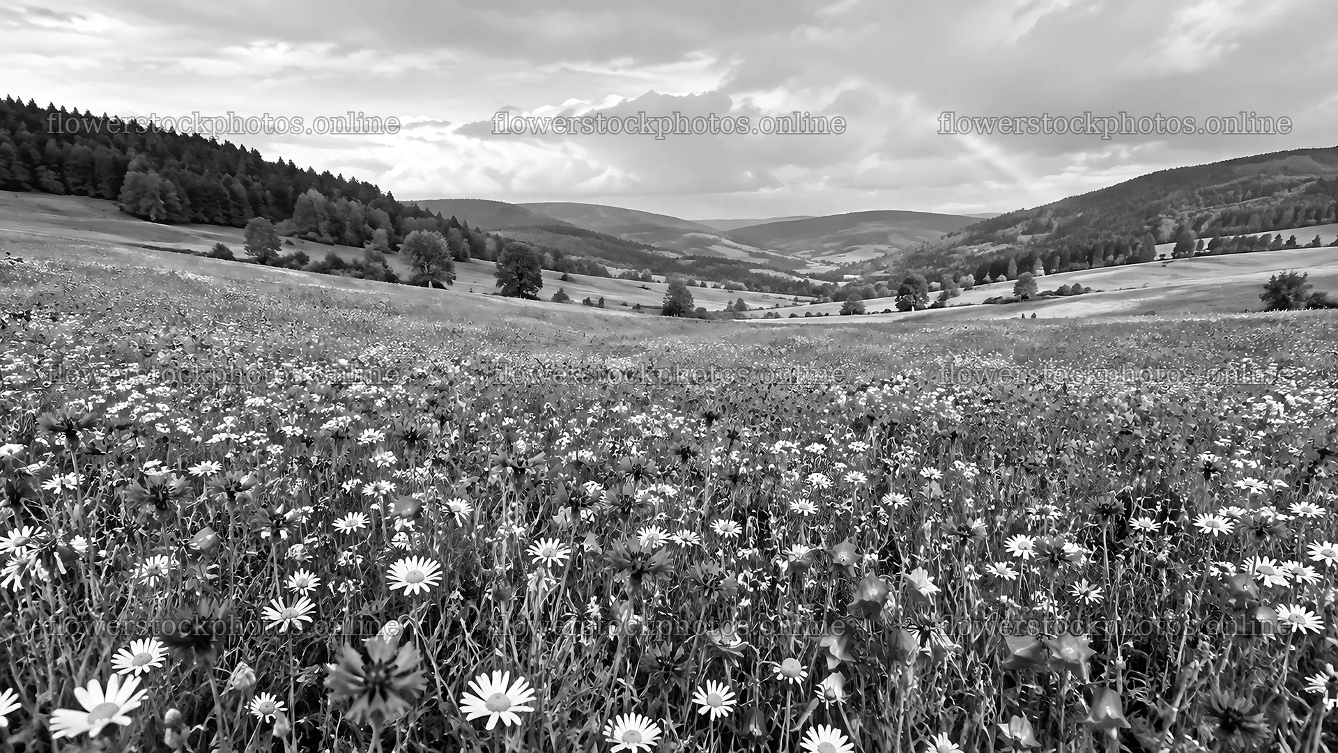 Black-and-white wildflower meadow in a rolling valley – flower stock photos 10324x5812