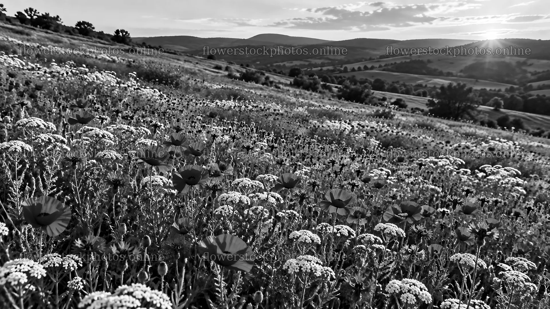 Monochrome Wildflower Meadow at Sunset – flower stock photos 10324x5812