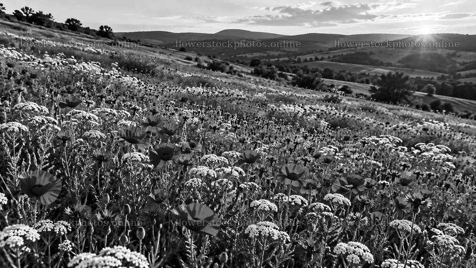 Monochrome Wildflower Meadow at Sunset – flower stock photos 10324x5812
