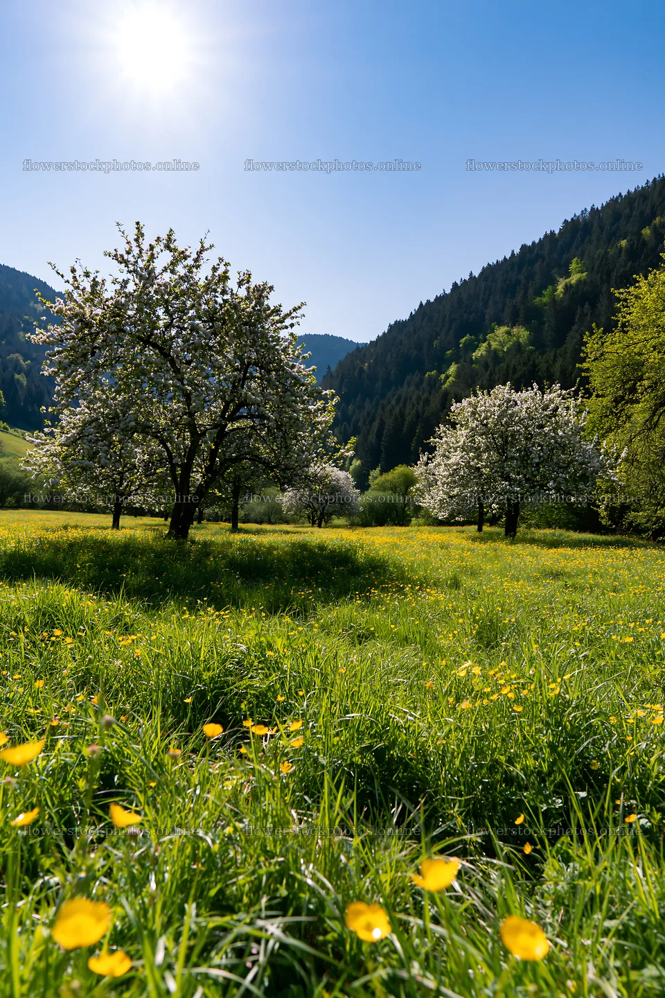 Valley apple meadow with blooming trees and yellow flowers – flower stock photos 6480x9722