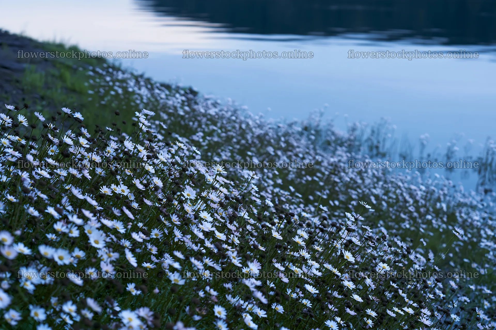 German lakeside meadow with blooming flowers near water – flower stock photos 9722x6480