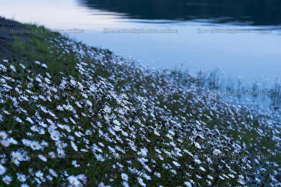 German lakeside meadow with blooming flowers near water – flower stock photos 9722x6480