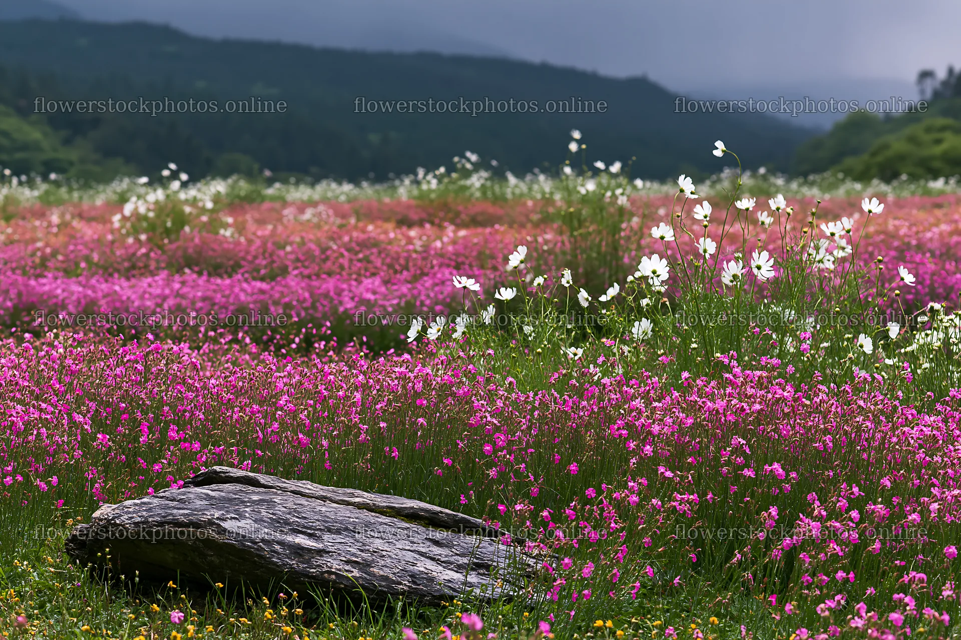 Wildflower meadow in Kyoto during spring season – flower stock photos 9722x6480