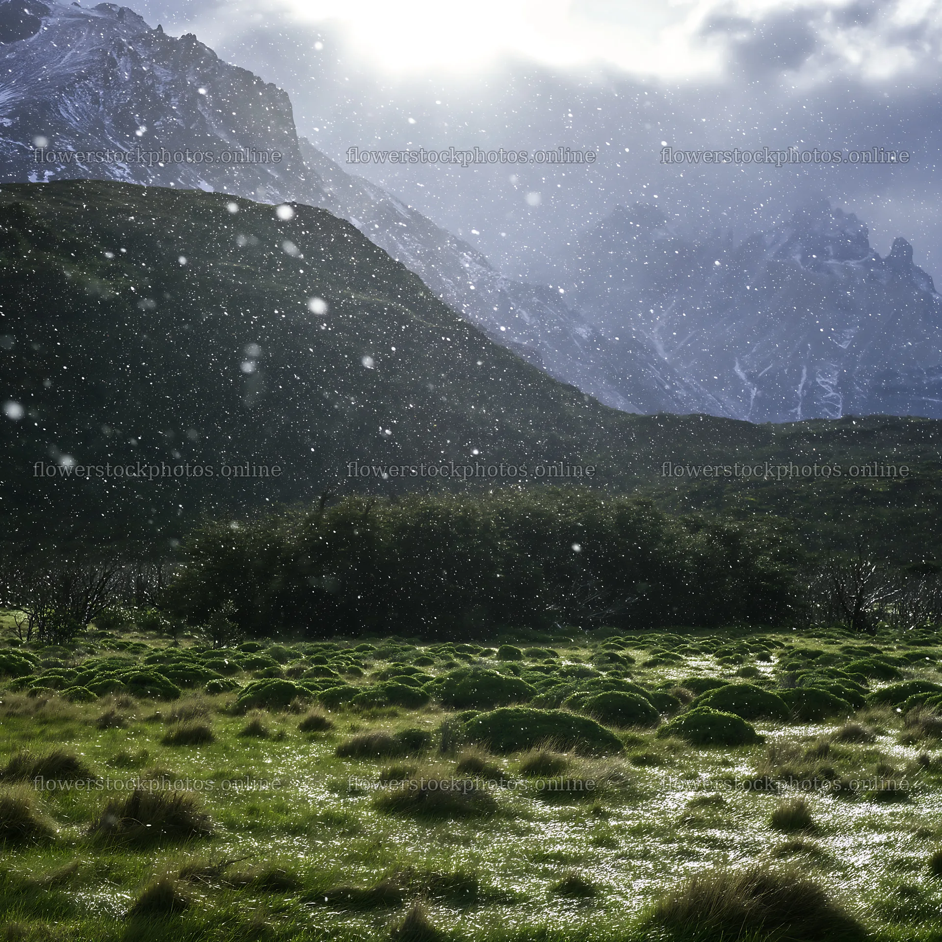 Snow falling in Torres del Paine meadow with mountains in background – flower stock photos 7938x7938