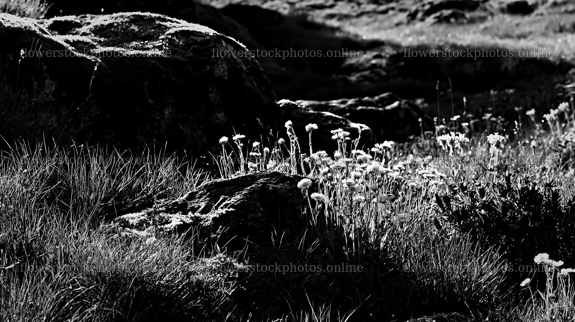 Mossy boulders surrounded by wildflowers in a meadow – flower stock photos 10608x5938