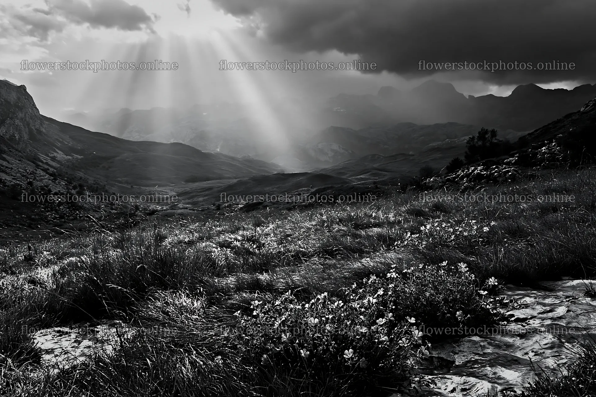 Picos de Europa meadow sunrays illuminate blooming flowers – flower stock photos 9722x6480