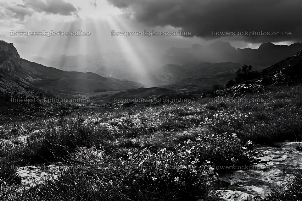 Picos de Europa meadow sunrays illuminate blooming flowers – flower stock photos 9722x6480