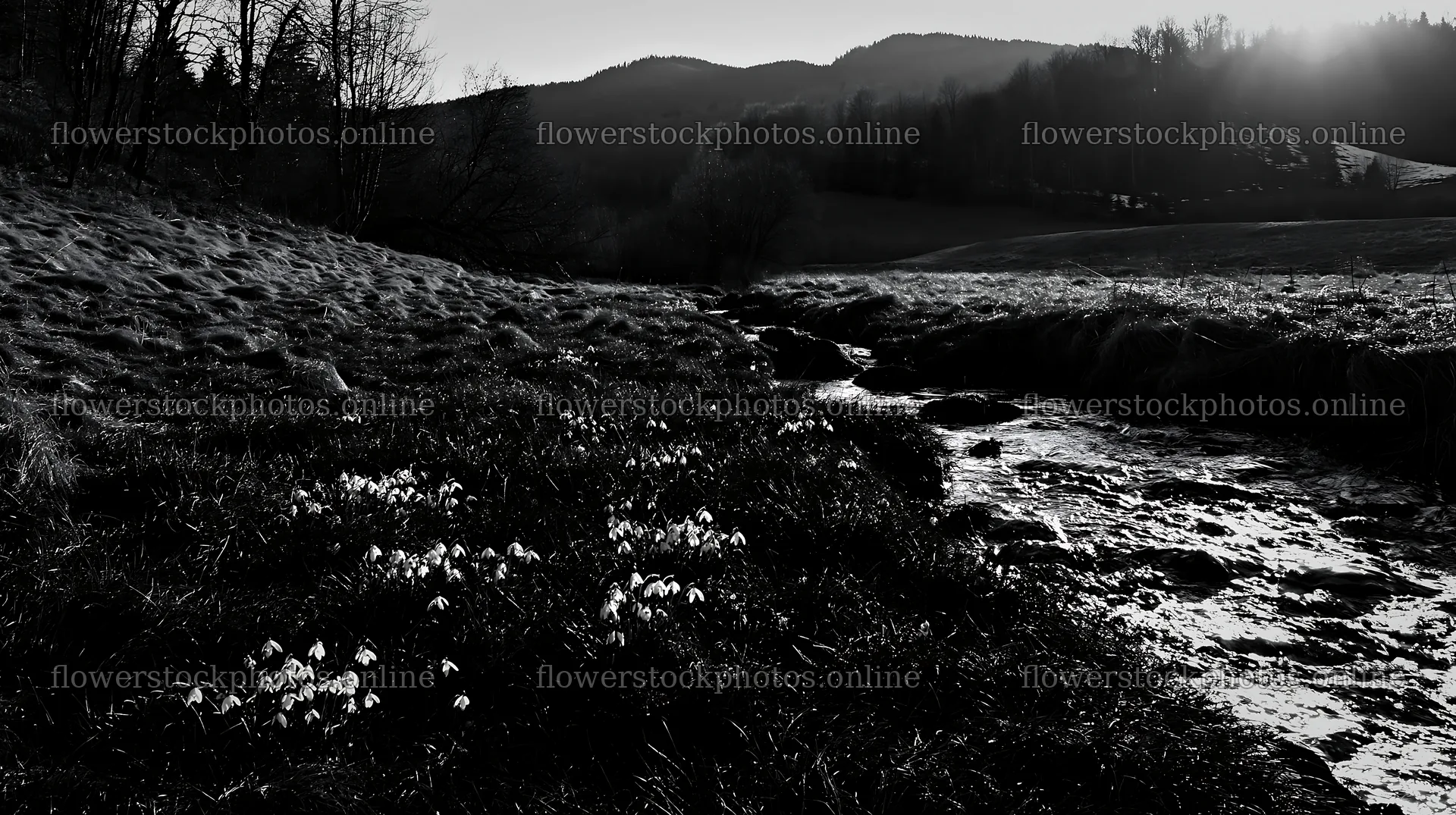 High contrast meadow with a natural watercourse and flowers – flower stock photos 10608x5938