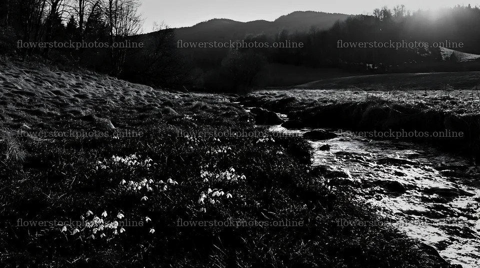 High contrast meadow with a natural watercourse and flowers – flower stock photos 10608x5938