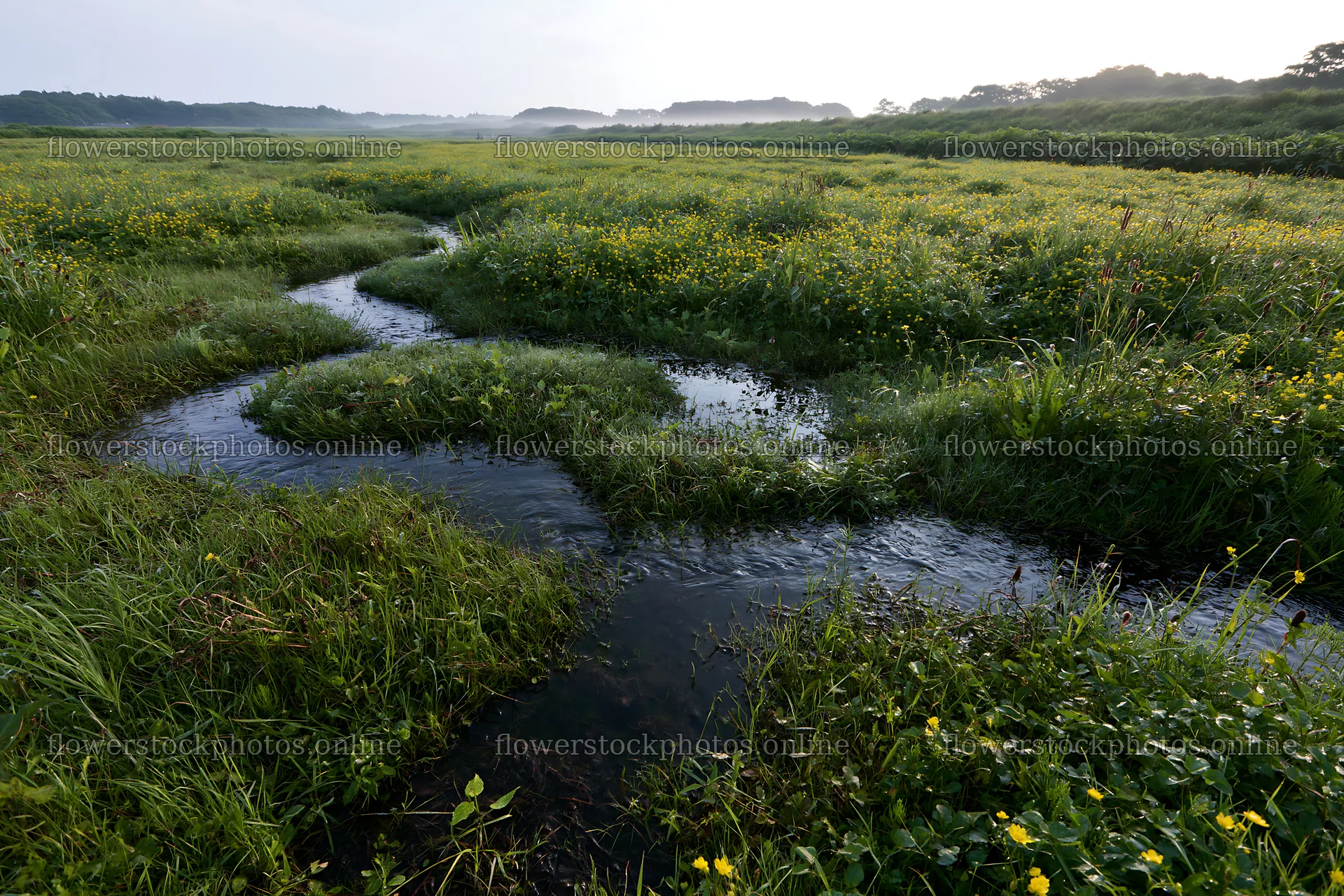 Dew on grass in Niigata floodplain restoration meadow – flower stock photos 9722x6480